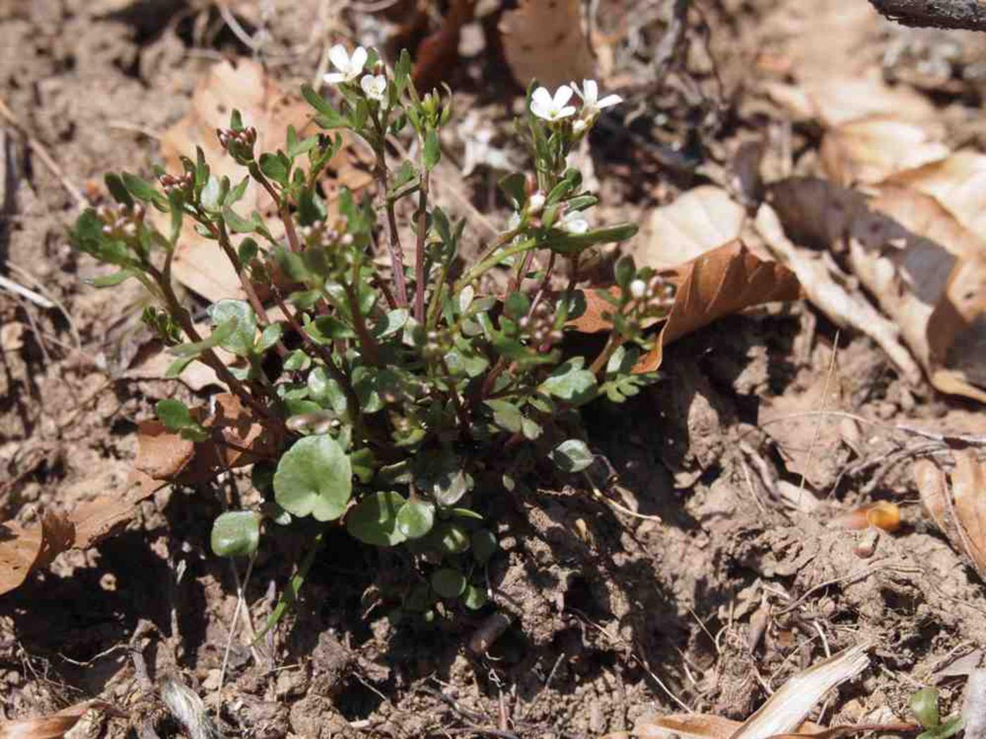 Bittercress, Mignonette-leaved plant